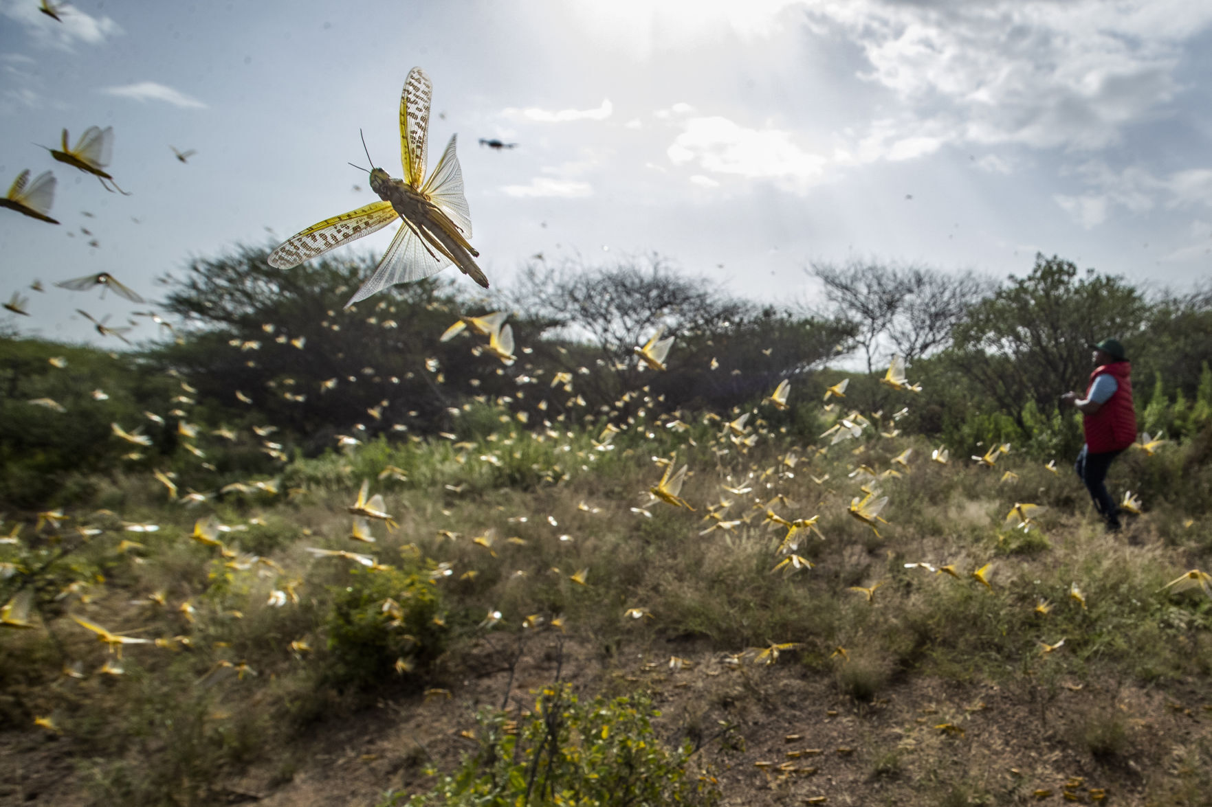 APTOPIX Africa Locust Outbreak